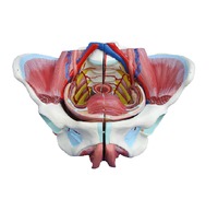 more images of Female Pelvis Attach With Pelvic Muscles Gradation