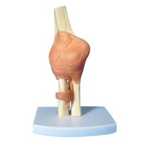 Human Plastic Elbow Joint Anatomical Teaching Model
