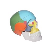 more images of Human Life-Size Structure Skull Model