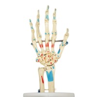 Human Hand Joint Bone Model