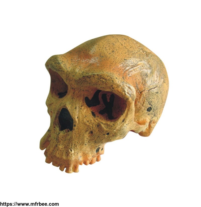 model_of_broken_hill_or_kabwe_anthropological_skull_model