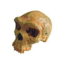Model Of Broken Hill or Kabwe Anthropological Skull Model