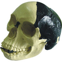 Skull Skeleton Models For Learning And Study