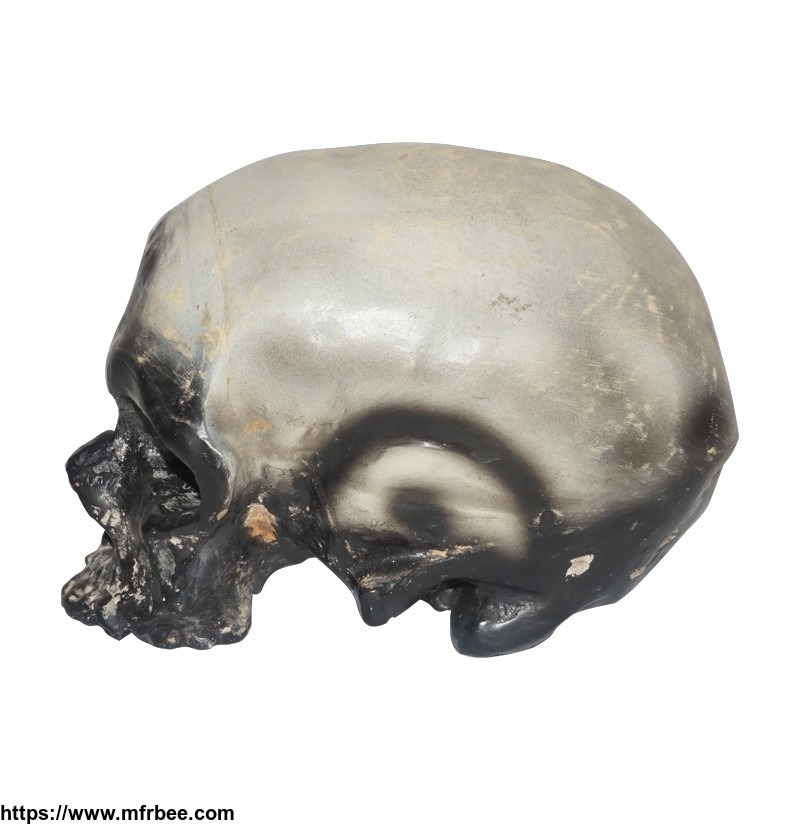 plastic_life_size_skull_model_of_cro_magnon_man