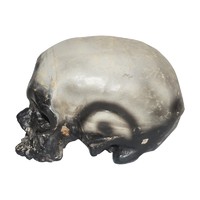 Plastic Life Size Skull Model Of Cro Magnon Man