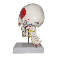Human Labled PVC Skull Model For Teaching