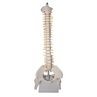 45cm Plastic Human Spine Column model For Teaching