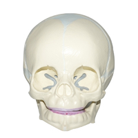 more images of PVC Fetal Skull Model, Baby Skull Model