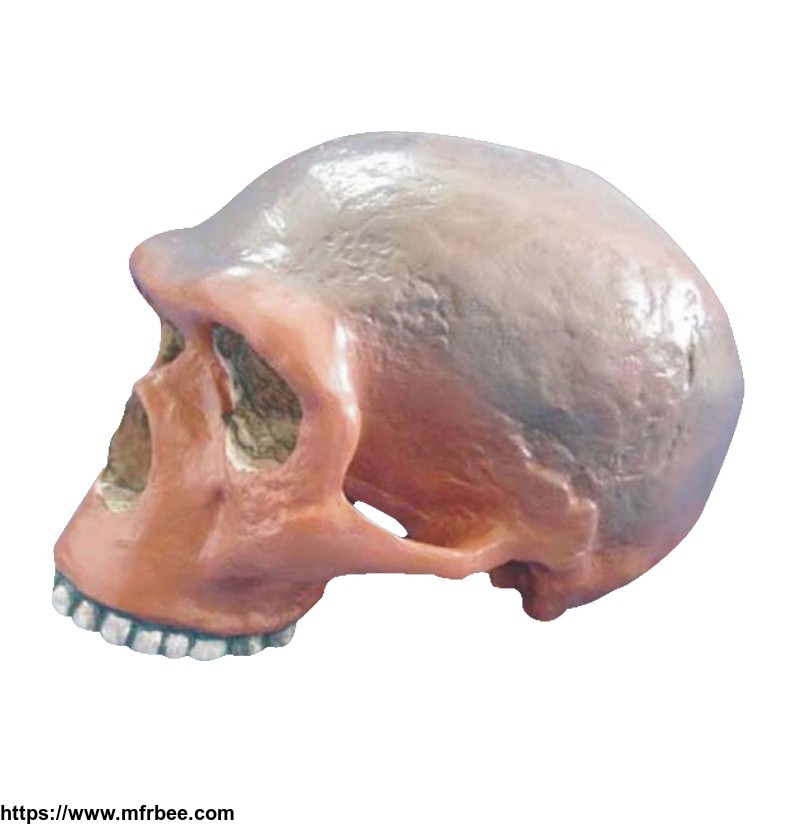 medical_anatomical_broken_hill_or_kabwe_anthropological_skull_model
