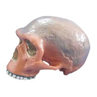 Medical Anatomical Broken Hill or Kabwe Anthropological Skull Model