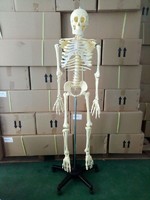 Human Anatomical Model Medical Science 170CM Skeleton