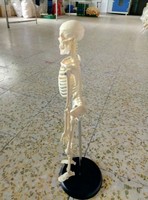 Human 45cm Height Skeleton Model With Plastic Base