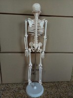 more images of 180cm Human Structure skeleton model manufacturer