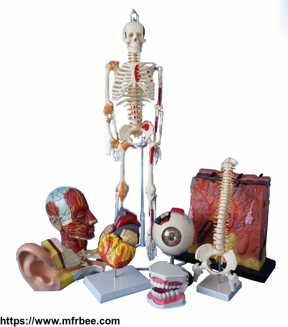 medical_life_size_real_human_skeleton_for_sale