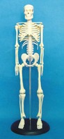 Halloween gifts 175CM human skeleton model