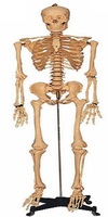 plastic medical model showing human skeleton and internal organs