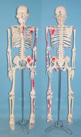 Artificial adult human skeleton 170cm plastic human bones skeleton