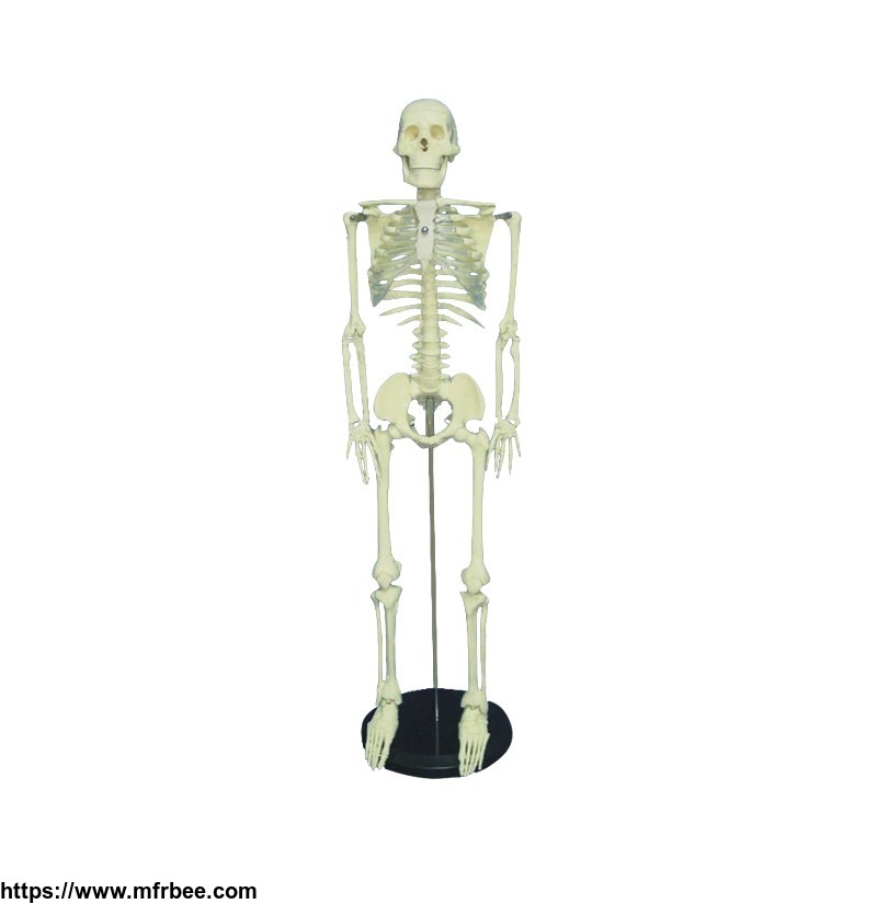 medical_science_human_body_parts_pvc_180cm_skeleton_anatomy_model
