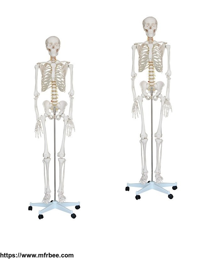 hot_human_85cm_skeleton_with_spinal_nerves_model_human_skeleton_model_180cm