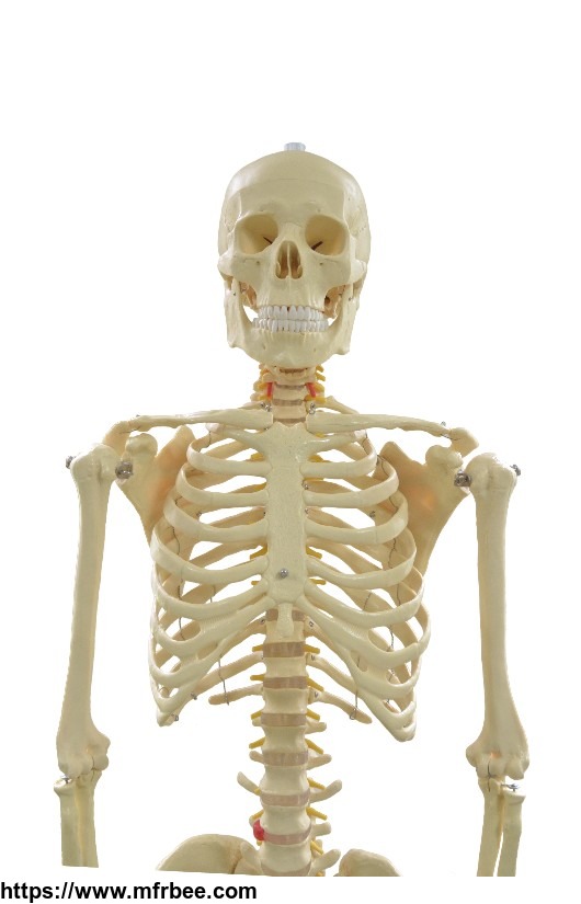 170cm_life_size_man_human_anatomical_anatomy_skeleton_medical_teach_model