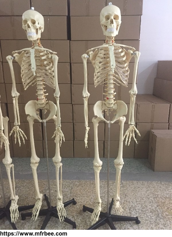 medical_life_size_real_human_skeleton_for_sale_180cm