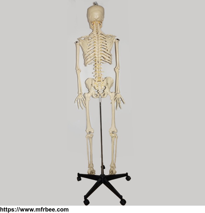 170cm_life_size_medical_with_ligament_human_anatomy_skeleton_3d_model