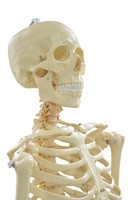 Standard Life size Real Human Skeleton For Sale