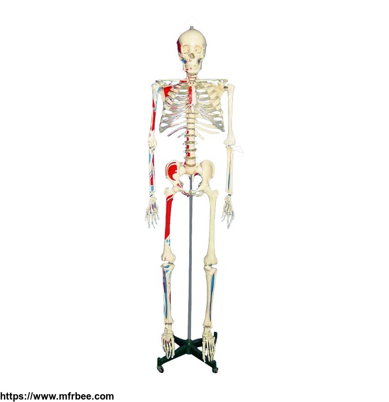 human_skeleton_model_stan_on_pelvic_mounted_5_foot_roller_standl
