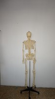 anatomical life size dioxide human skeleton model/silicone teaching skeleton model