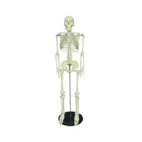 Medical disarticulated skeleton with skull, plastic human skeleton model