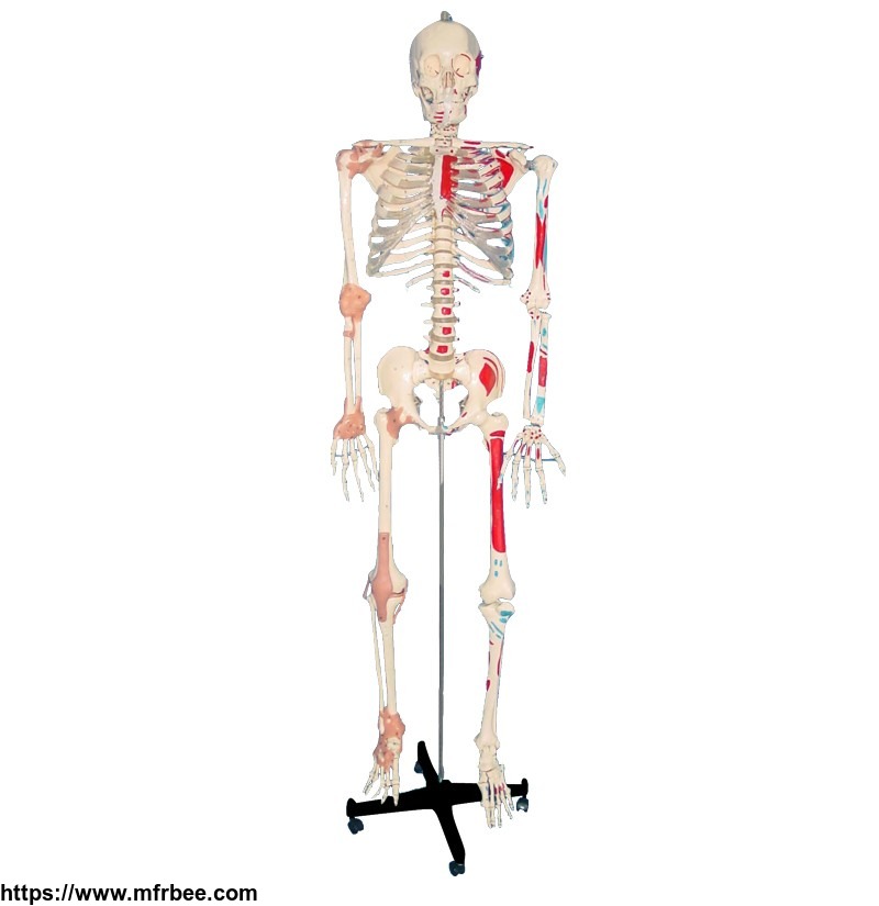 artificial_human_skeleton_for_nurse_training_and_nursing_school
