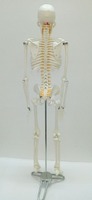 more images of Medical human anatomy skeleton model nursing Training Manikin, cpr Manikin
