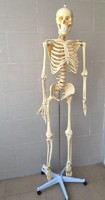 Human 45cm Height Skeleton Model With Plastic Base