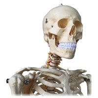Human Skeleton Embossed 3D Anatomial Poster