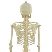 Life-size Disarticulated skeleton model