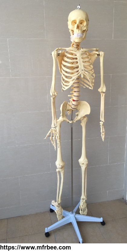 medical_anatomical_broken_hill_or_kabwe_anthropological_skull_model