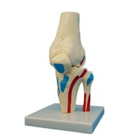 Human Elbow Joint Bone Teaching Model