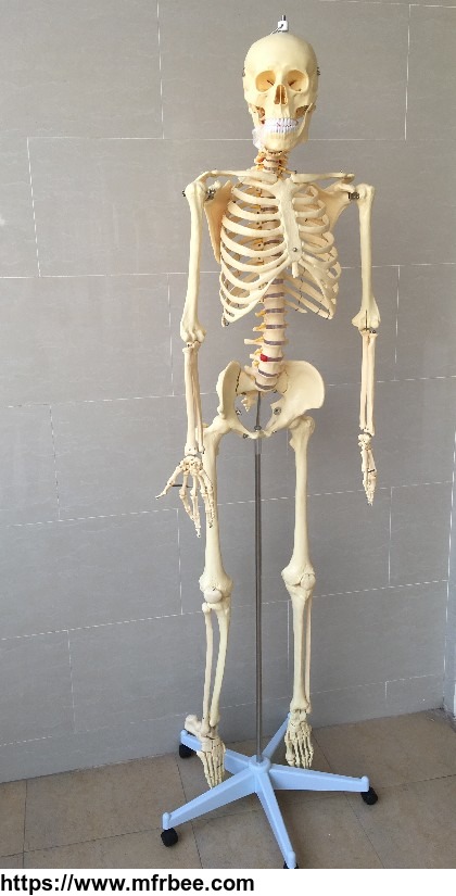life_size_human_skull_model_medical_skeleton_model_180cm_tall