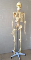 Life - size human skull model medical skeleton model 180cm tall
