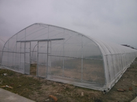 Single Span Tunnel PE Film Agricultural Greenhouses
