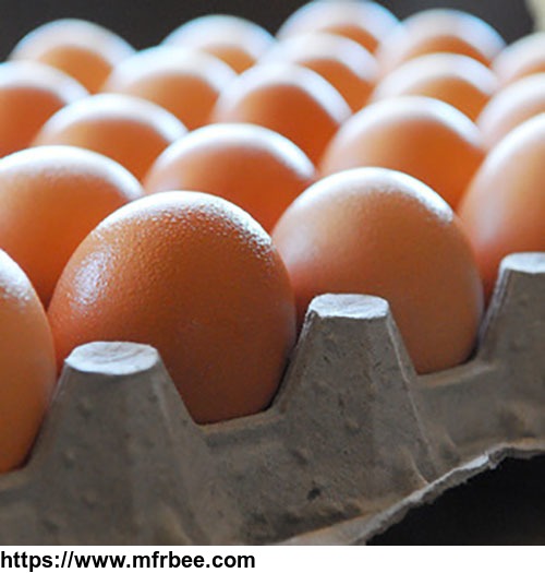fresh_farm_eggs