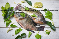 more images of Frozen Tilapia Whole Round(Oreochromis Niloticus)