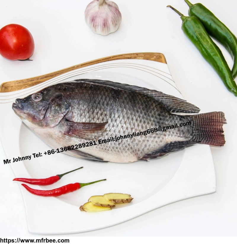 frozen_tilapia_gutted_and_scaled_oreochromis_niloticus_