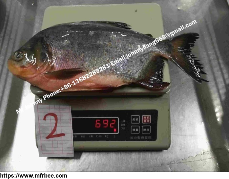frozen_red_pomfret_red_pacu_whole_round_colossoma_brachypomum_