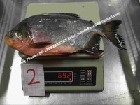 Frozen Red Pomfret/Red Pacu Whole Round (colossoma brachypomum)