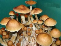 Buy Cambodia mushroom spores Online