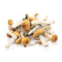 more images of Buy Golden Teacher Mushrooms Online