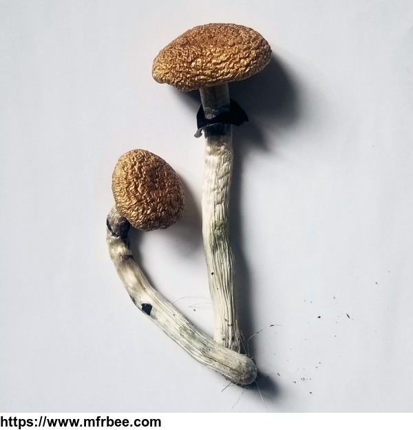 golden_teacher_mushrooms_for_sale_online