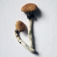 Golden Teacher Mushrooms For sale Online