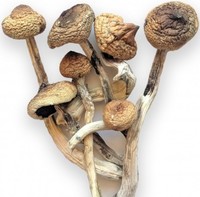 Psilocybe Cubensis(Magic Mushrooms) For Sale